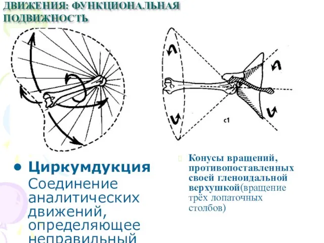 Циркумдукция Соединение аналитических движений, определяющее неправильный конус вращения Конусы вращений, противопоставленных