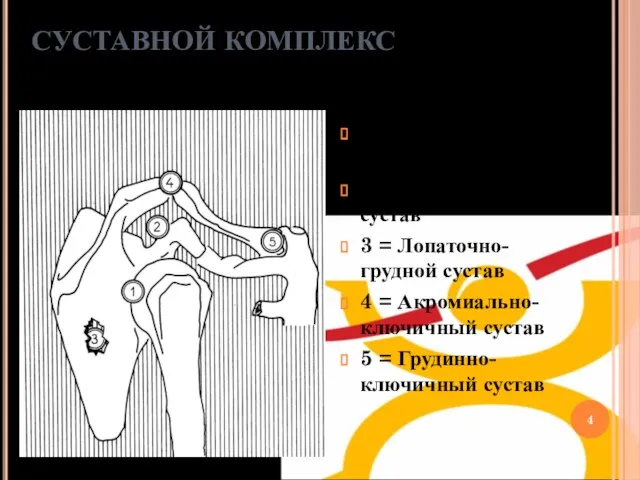 1 = Лопаточно-лечевой сустав 2 = Поддельтовидный сустав 3 = Лопаточно-грудной