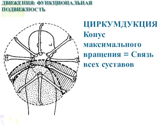 ЦИРКУМДУКЦИЯ Конус максимального вращения = Связь всех суставов ДВИЖЕНИЯ: ФУНКЦИОНАЛЬНАЯ ПОДВИЖНОСТЬ