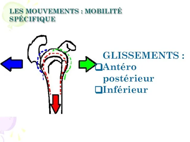 GLISSEMENTS : Antéro postérieur Inférieur LES MOUVEMENTS : MOBILITÉ SPÉCIFIQUE