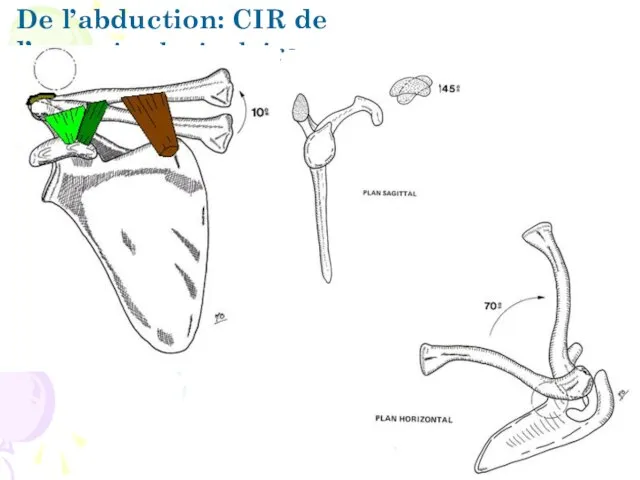 De l’abduction: CIR de l’acromio-claviculaire