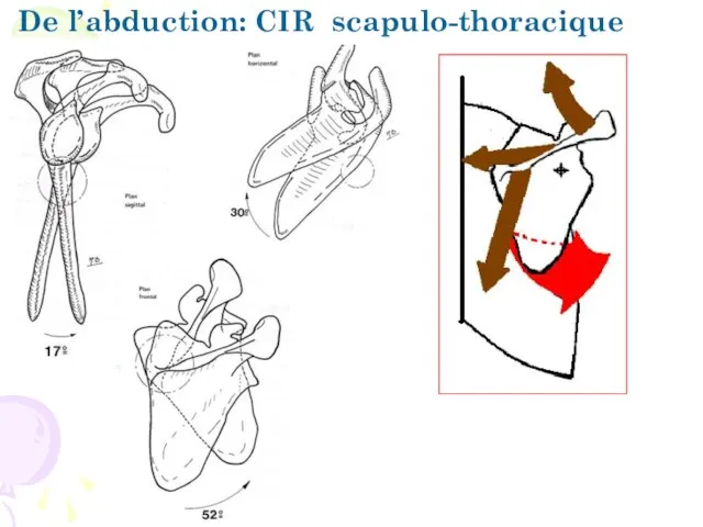 De l’abduction: CIR scapulo-thoracique