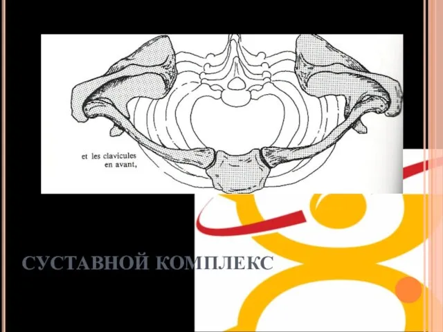 СУСТАВНОЙ КОМПЛЕКС