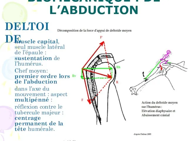 BIOMÉCANIQUE : DE L’ABDUCTION DELTOIDE muscle capital, seul muscle latéral de