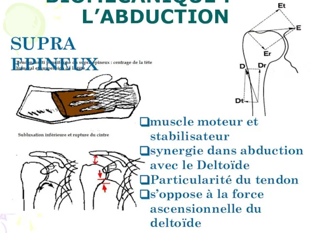 BIOMÉCANIQUE : DE L’ABDUCTION SUPRA EPINEUX muscle moteur et stabilisateur synergie