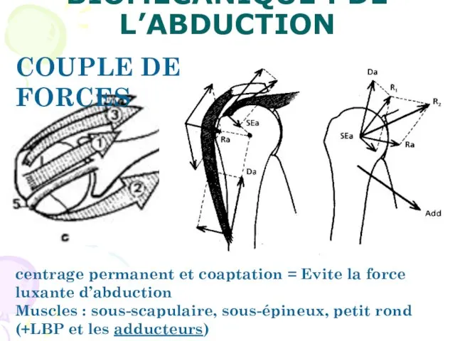 BIOMÉCANIQUE : DE L’ABDUCTION COUPLE DE FORCES centrage permanent et coaptation