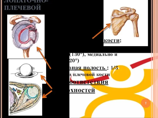 ЛОПАТОЧНО-ПЛЕЧЕВОЙ Головка плечевой кости: полусфера , Анатомическая шейка (130°), медиально и