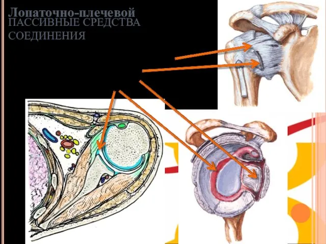 Капсула сустава Связки Суставная губа ПАССИВНЫЕ СРЕДСТВА СОЕДИНЕНИЯ Лопаточно-плечевой