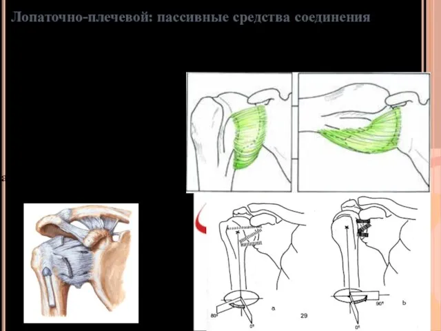 Связки лопаточно-плечевого сустава Не явная:широкое волокнистое образование Вокруг суставной впадины и