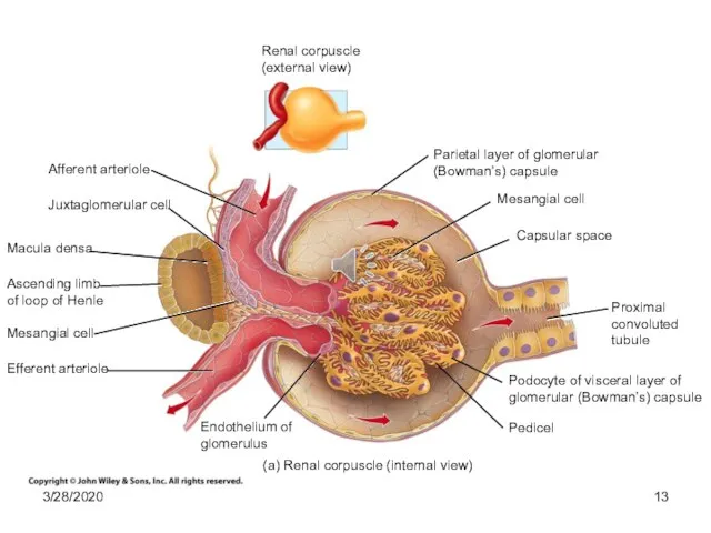 Renal corpuscle (external view) Afferent arteriole Juxtaglomerular cell Macula densa Ascending