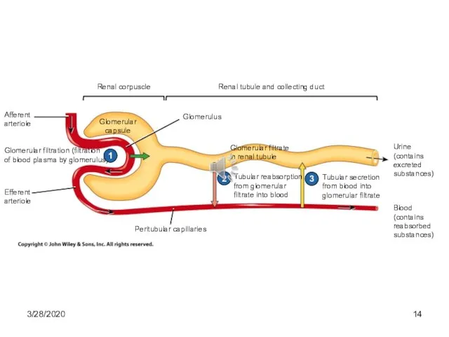 Peritubular capillaries Afferent arteriole Renal corpuscle Renal tubule and collecting duct