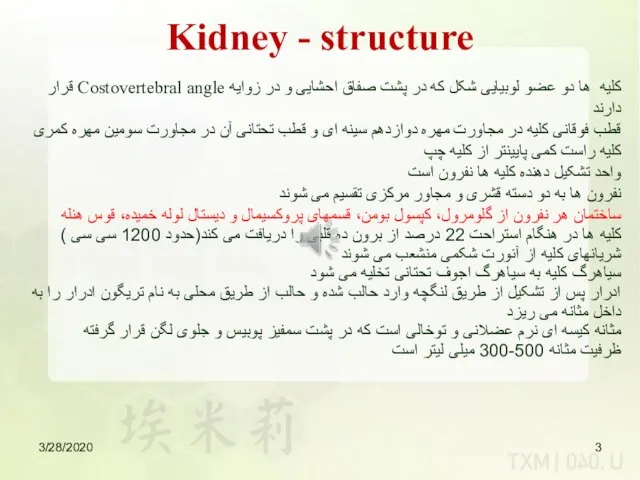 3/28/2020 کلیه ها دو عضو لوبیایی شکل که در پشت صفاق