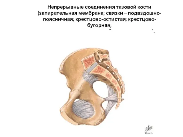Непрерывные соединения тазовой кости (запирательная мембрана; связки – подвздошно-поясничная; крестцово-остистая; крестцово-бугорная;