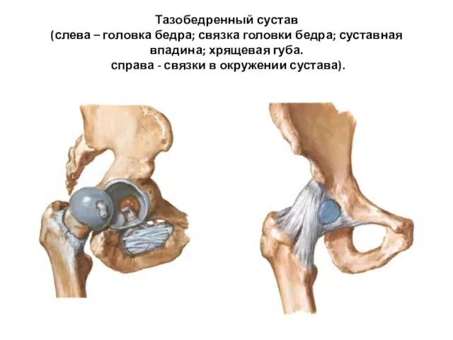 Тазобедренный сустав (слева – головка бедра; связка головки бедра; суставная впадина;