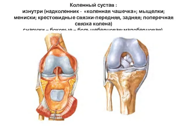 Коленный сустав : изнутри (надколенник - «коленная чашечка»; мыщелки; мениски; крестовидные