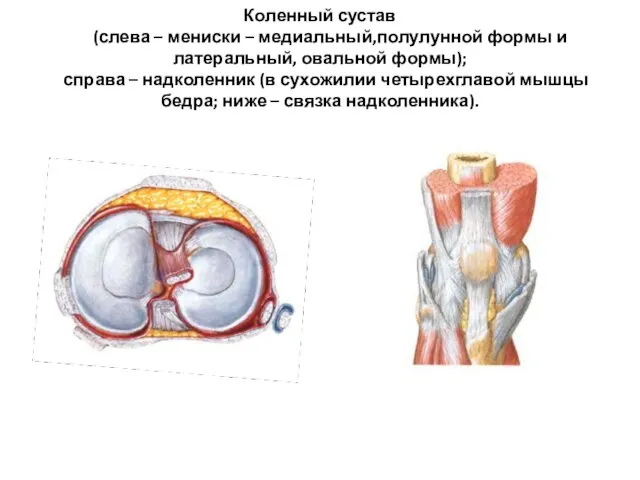 Коленный сустав (слева – мениски – медиальный,полулунной формы и латеральный, овальной