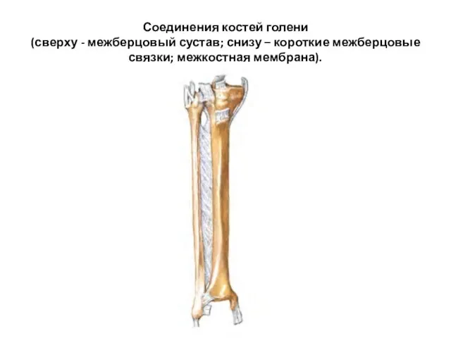 Соединения костей голени (сверху - межберцовый сустав; снизу – короткие межберцовые связки; межкостная мембрана).