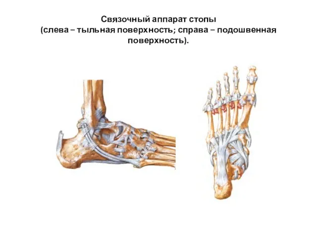 Связочный аппарат стопы (слева – тыльная поверхность; справа – подошвенная поверхность).