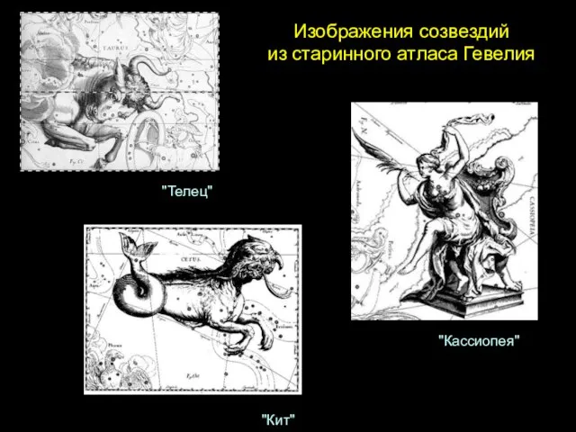 Изображения созвездий из старинного атласа Гевелия "Телец" "Кит" "Кассиопея"