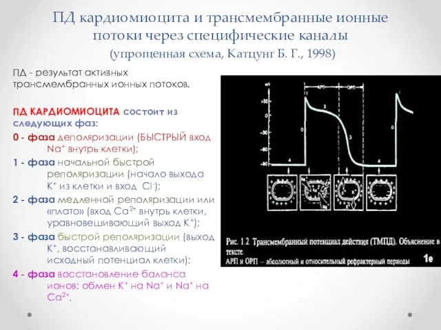 ПД кардиомиоцита и трансмембранные ионные потоки через специфические каналы (упрощенная схема,