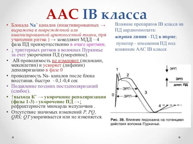 ААС IB класса Влияние препаратов IB класса на ПД кардиомиоцита: жирная