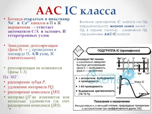 ААС IС класса Влияние препаратов IС класса на ПД кардиомиоцита: жирная