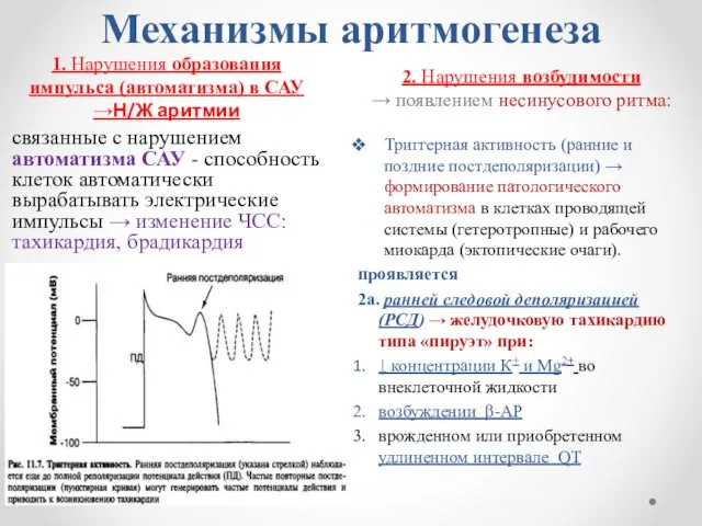 Механизмы аритмогенеза 1. Нарушения образования импульса (автоматизма) в САУ →Н/Ж аритмии