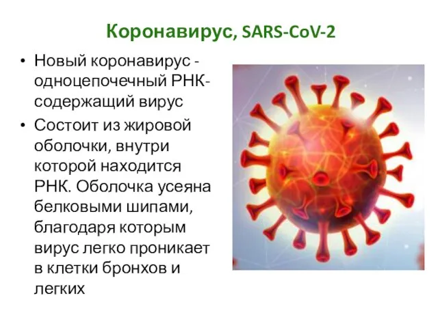 Коронавирус, SARS-CoV-2 Новый коронавирус -одноцепочечный РНК-содержащий вирус Состоит из жировой оболочки,