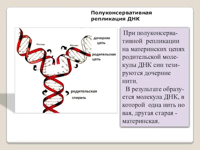 Полуконсервативная репликация ДНК При полуконсерва-тивной репликации на материнских цепях родительской моле-кулы