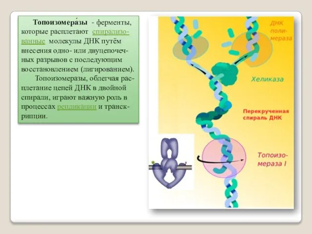 Топоизомера́зы - ферменты, которые расплетают спирализо- ванные молекулы ДНК путём внесения