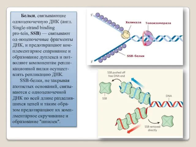 Белки, связывающие одноцепочечную ДНК (англ. Single-strand binding pro-tein, SSB) — связывают