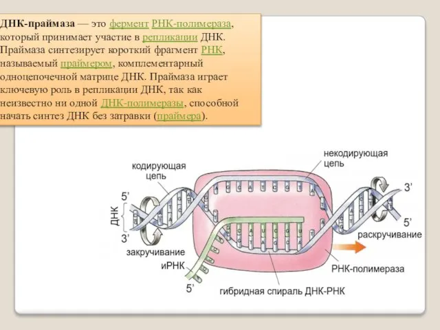 ДНК-праймаза — это фермент РНК-полимераза, который принимает участие в репликации ДНК.