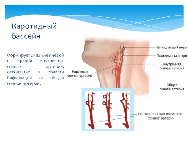 Формируется за счет левой и правой внутренних сонных артерий, отходящих в