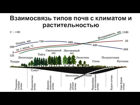 Взаимосвязь типов почв с климатом и растительностью