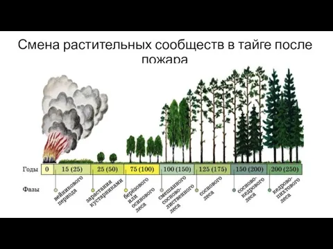 Смена растительных сообществ в тайге после пожара