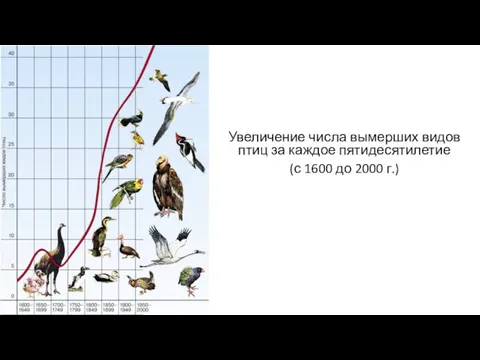 Увеличение числа вымерших видов птиц за каждое пятидесятилетие (с 1600 до 2000 г.)