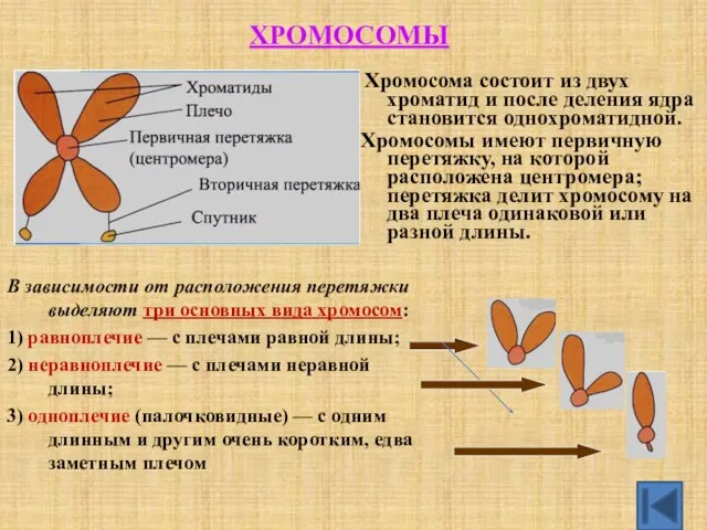 Хромосома состоит из двух хроматид и после деления ядра становится однохроматидной.