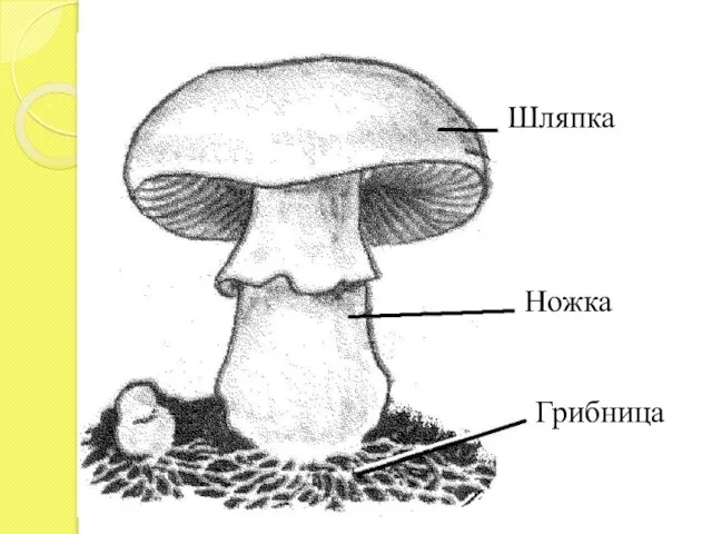 Шляпка Ножка Грибница