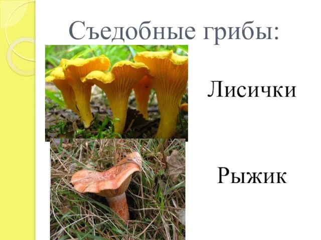 Съедобные грибы: Лисички Рыжик