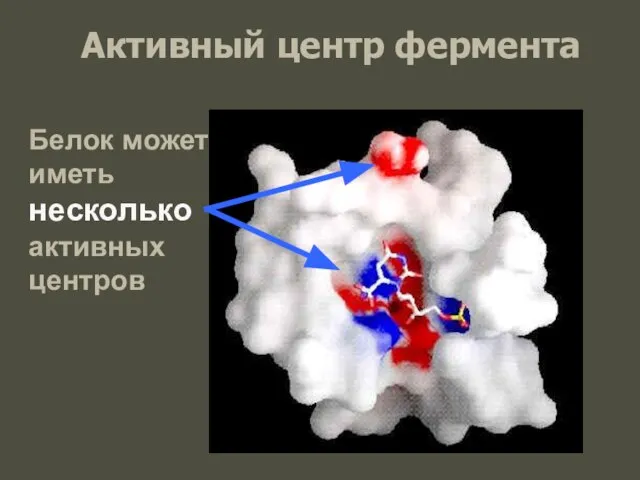 Активный центр фермента Белок может иметь несколько активных центров