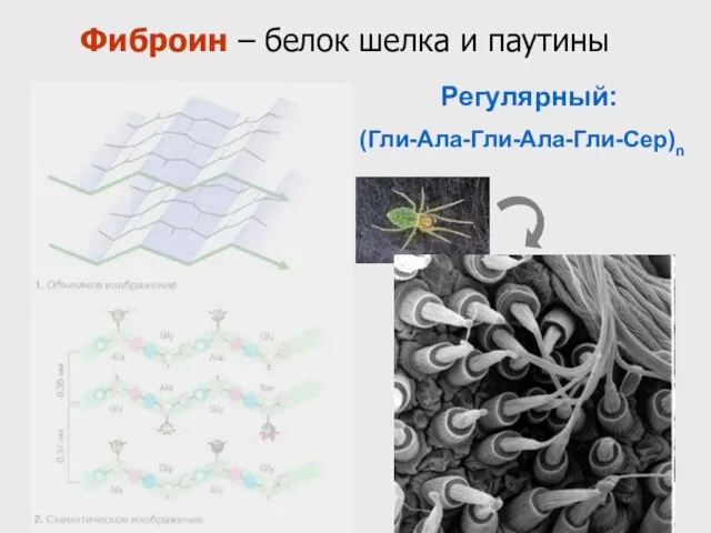 Фиброин – белок шелка и паутины Регулярный: (Гли-Ала-Гли-Ала-Гли-Сер)n