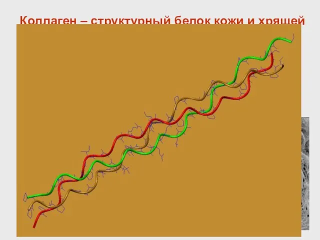 Коллаген – структурный белок кожи и хрящей