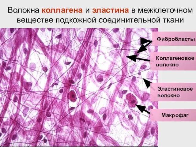 Волокна коллагена и эластина в межклеточном веществе подкожной соединительной ткани Фибробласты Коллагеновое волокно Эластиновое волокно Макрофаг