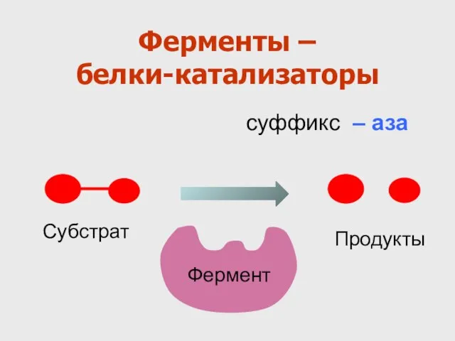 Ферменты – белки-катализаторы суффикс – аза Продукты