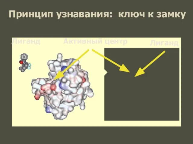 Принцип узнавания: ключ к замку Лиганд Лиганд Активный центр