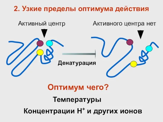 2. Узкие пределы оптимума действия Активный центр Денатурация Оптимум чего? Температуры Концентрации Н+ и других ионов