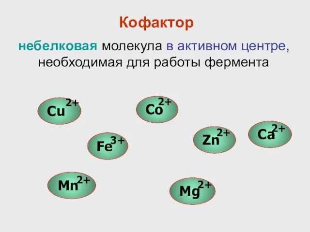 небелковая молекула в активном центре, необходимая для работы фермента Кофактор