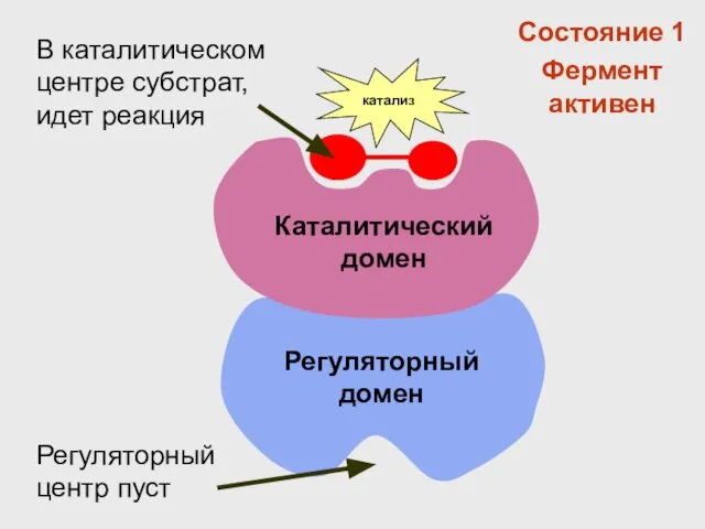 Каталитический домен Регуляторный домен катализ Регуляторный центр пуст В каталитическом центре