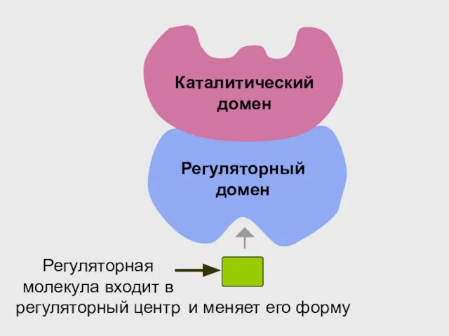 Каталитический домен Регуляторный домен