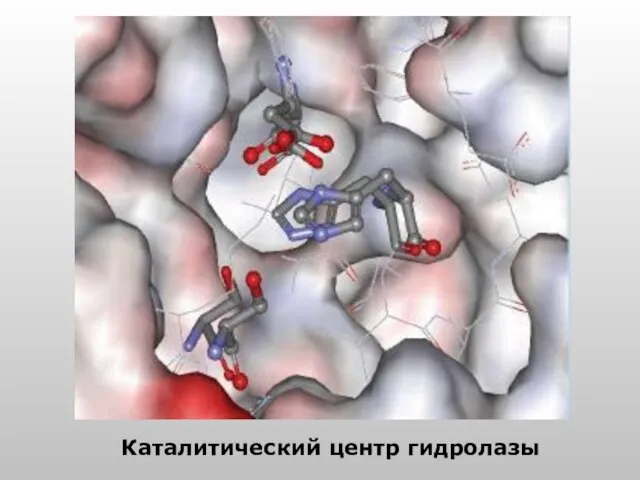 Каталитический центр гидролазы